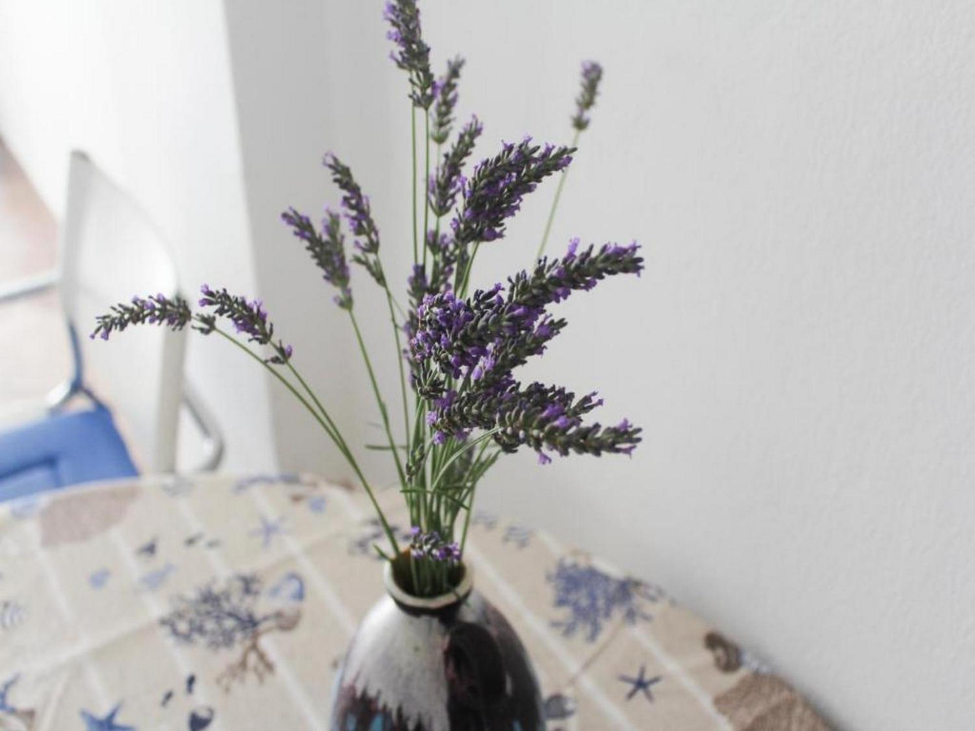 ביוגראד נה מורו Apartmani Lucia Biograd חדר תמונה